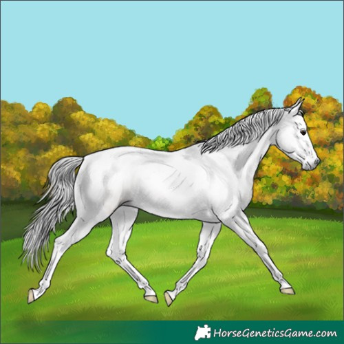Horse Color:Gray Bay Dun Splash Tobiano