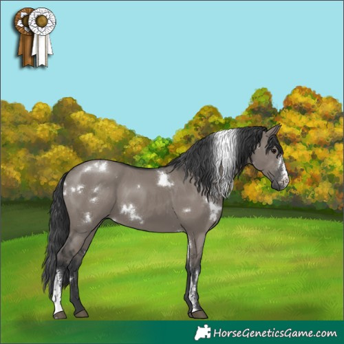 Horse Color:White Spotted Grullo Sabino Rabicano 