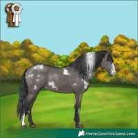 Horse Color:White Spotted Grullo Sabino Rabicano