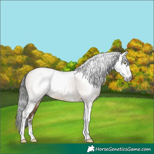 Horse Color:Gray Sable Champagne Dun Sabino Tobiano Rabicano 