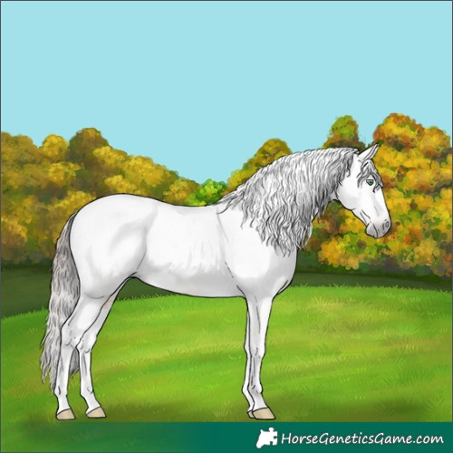 Horse Color:Gray White Spotted Amber Champagne Dun Tobiano Appaloosa 