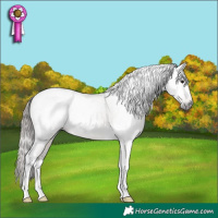 Horse Color:Gray Brown Dun Tobiano Appaloosa