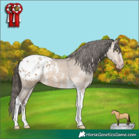 Horse Color:Gray Sable Champagne Dun Sabino Tobiano Appaloosa