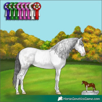 Horse Color:White Spotted Grullo Sabino Rabicano