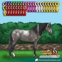 Horse Color:White Spotted Grullo Sabino Rabicano