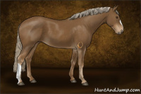 Horse Color:Chocolate Palomino 