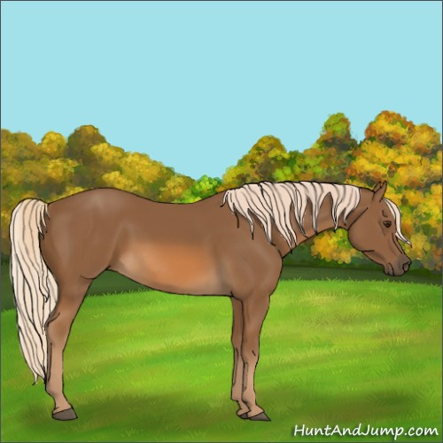 Horse Color:Chocolate Palomino 