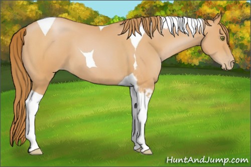 Horse Color:Bay Pearl Tobiano 