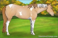 Horse Color:Bay Pearl Tobiano 
