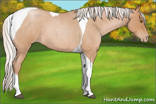 Horse Color:Silver Bay Roan Pearl Tobiano 