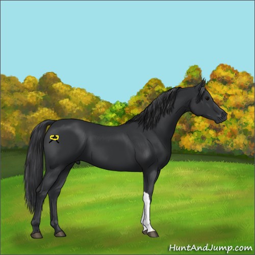 Horse Color:Black 