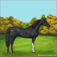Horse Color:Black 