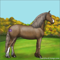 Horse Color:Chocolate Palomino 