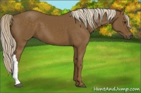 Horse Color:Chocolate Palomino