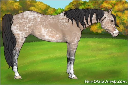 Horse Color:Bay Ice Dun Sabino 