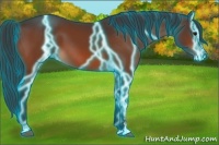 Horse Color:Thunderstruck Bay Sabino Varnish 