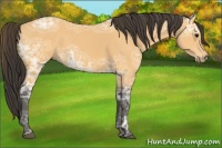 Horse Color:Buckskin Ice Sabino 