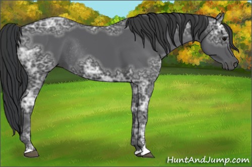 Horse Color:Black Ice Sabino Rabicano 