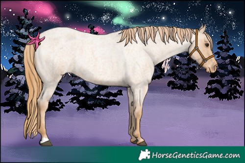 Horse Color:Red Roan Appaloosa 