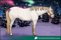 Horse Color:Red Roan Appaloosa 