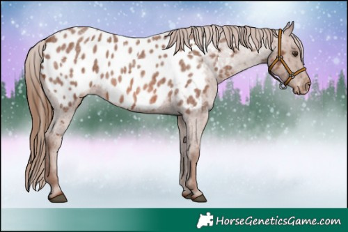 Horse Color:Red Roan Appaloosa 