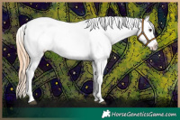 Horse Color:Red Roan Appaloosa 