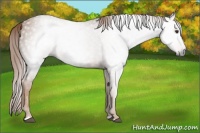 Horse Color:Gray Chestnut 