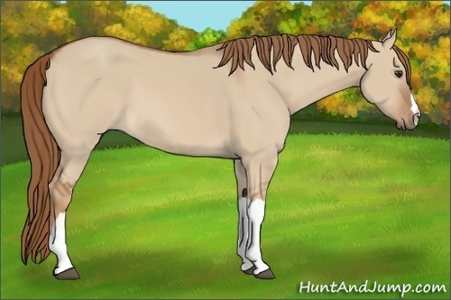 Horse Color:Red Dun 