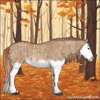 Horse Color:Red Dun Splash  and Red Dun Splash 