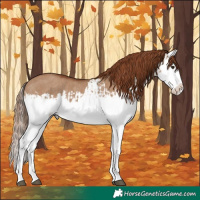 Horse Color:Red Dun Splash  and Red Dun Splash Rabicano 
