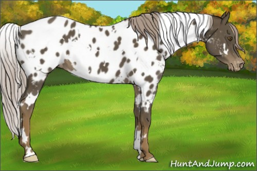 Horse Color:White Spotted Chocolate Palomino Appaloosa 