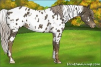 Horse Color:White Spotted Chocolate Palomino Blanket 