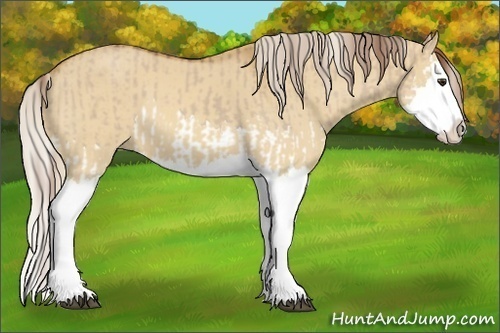 Horse Color:Red Dun Splash  and Palomino Dun Splash 