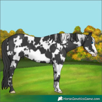 Horse Color:White Spotted Black Frame 