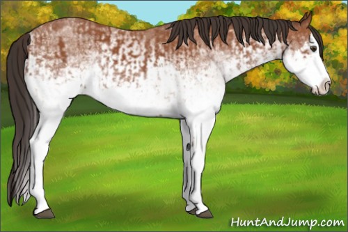 Horse Color:White Spotted Bay Splash  and White Spotted Bay Splash 