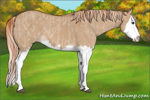 Horse Color:Red Dun Splash and Red Dun Splash