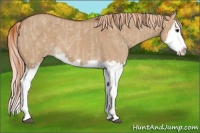 Horse Color:Red Dun Splash  and Red Dun Splash 
