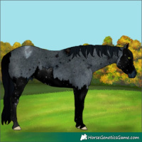 Horse Color:ERROR: UNKNOWN ANOMALY