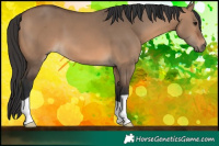 Horse Color:Brown Dun