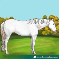 Horse Color:Chestnut Ice Splash Tobiano Appaloosa 