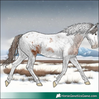Horse Color:Bay Ice Splash Tobiano Appaloosa