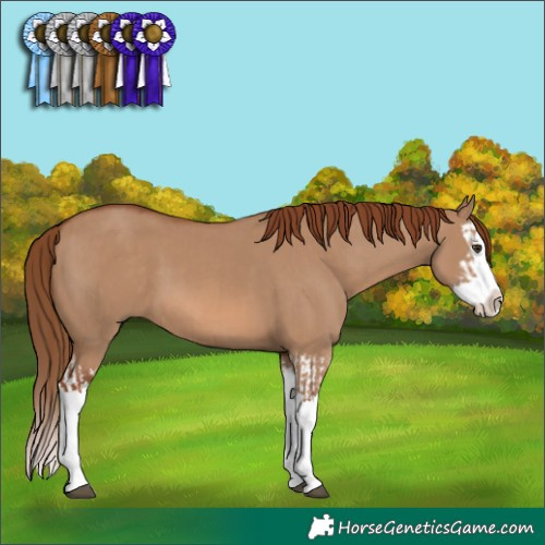 Horse Color:Red Dun Splash and Red Dun Splash