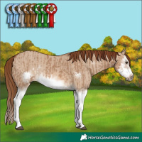 Horse Color:Red Dun Splash Frame and Red Dun Splash Frame