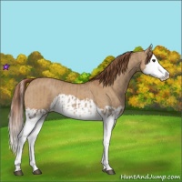 Horse Color:Red Dun Splash  and Red Dun Splash 