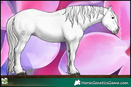 Horse Color:Gray Bay Sabino 