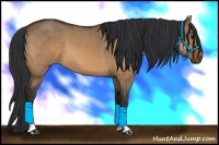 Horse Color:Bay Dun