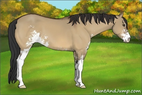 Horse Color:Bay Dun Sabino