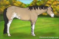 Horse Color:Bay Dun Sabino 