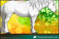 Horse Color:Bay Sabino 