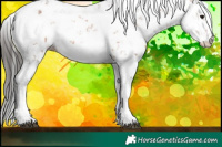 Horse Color:Bay Sabino 